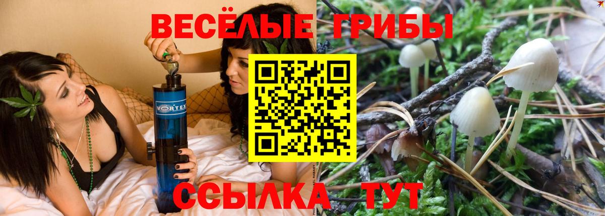 Псилоцибиновые грибы Cubensis  Вход с VPN  Нефтекамск  Псилоцибиновые грибы GOLDEN TEACHER 